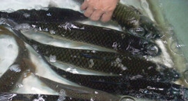 �_��ˮ�a(ch��n)Ʒ�Ј�(ch��ng)471���~(y��)�w��(n��i)������ж��Oˎ